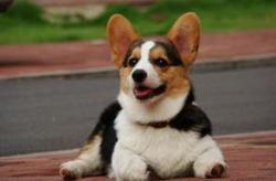 柯基犬好养吗