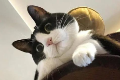 娱乐吃瓜酱奶牛猫,萌宠界的搞笑担当，日常趣事笑翻网友