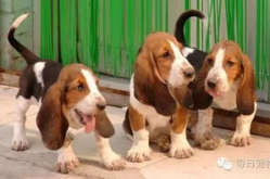 巴吉度犬,古老猎犬的现代魅力