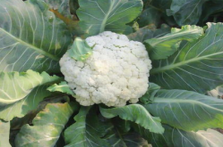 为什么花菜尽量少吃,揭秘花菜食用的注意事项