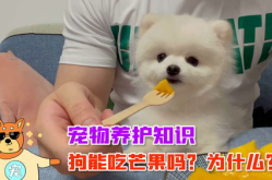 宠物饲养知识,从选择到护理的全方位指南