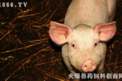 河南生猪价格,河南生猪价格动态与市场分析